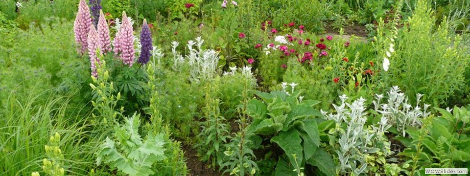garden_open_day_compton_bassett_009