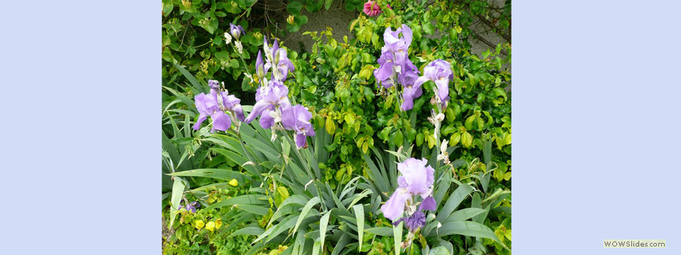 garden_open_day_compton_bassett_029