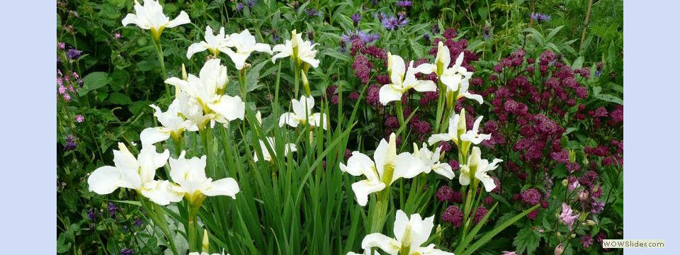 garden_open_day_compton_bassett_030
