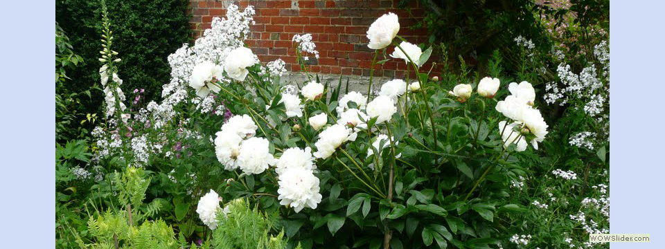 garden_open_day_compton_bassett_031