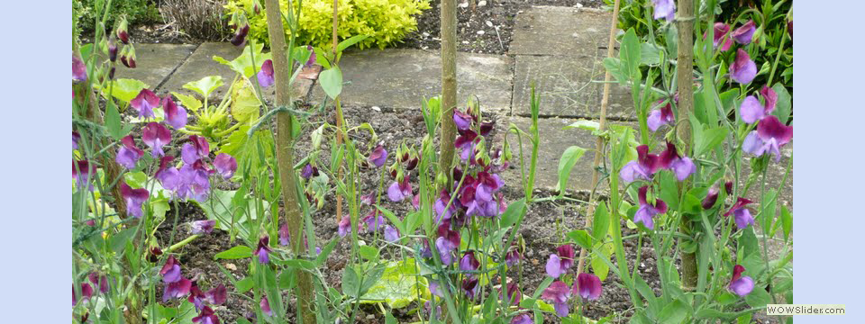 garden_open_day_compton_bassett_032