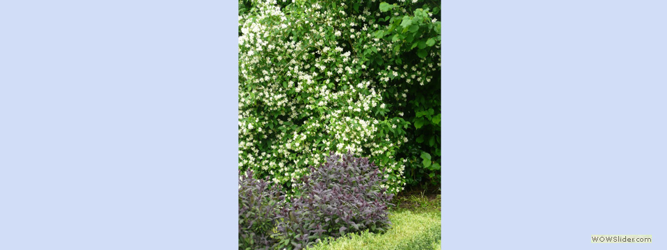 garden_open_day_compton_bassett_034