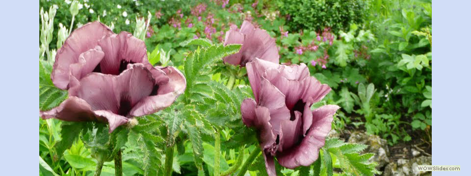 garden_open_day_compton_bassett_050