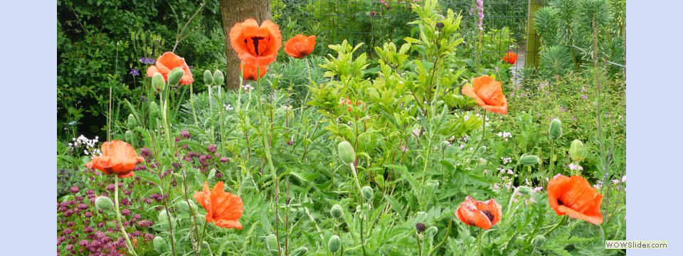 garden_open_day_compton_bassett_051