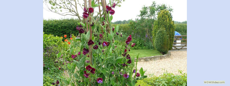 garden_open_day_compton_bassett_053