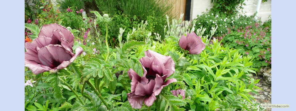 garden_open_day_compton_bassett_055