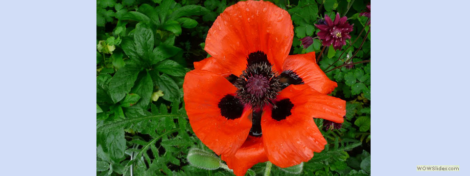 garden_open_day_compton_bassett_057