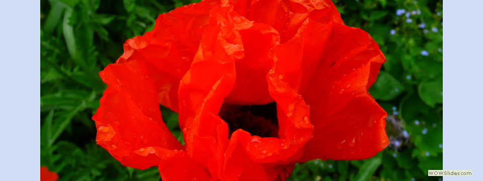 garden_open_day_compton_bassett_058
