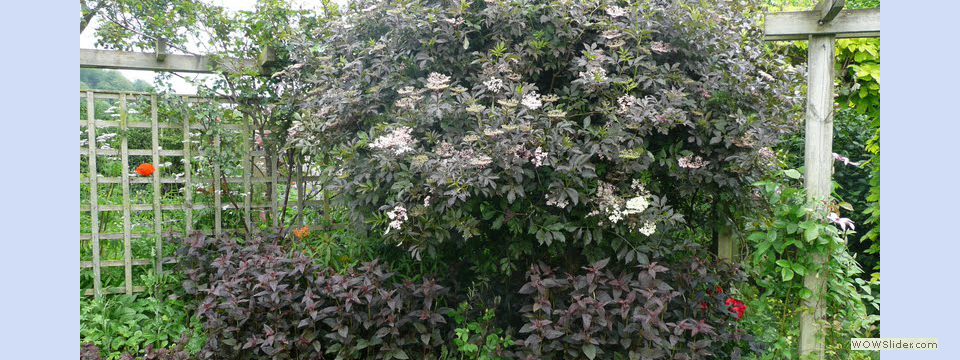 garden_open_day_compton_bassett_062