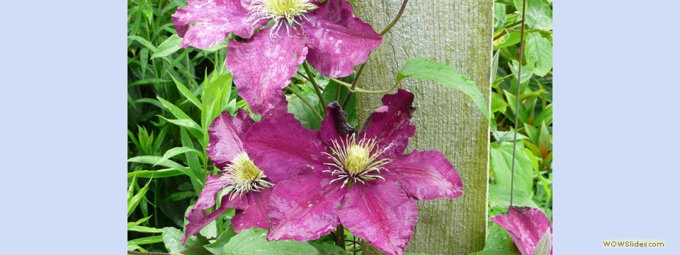 garden_open_day_compton_bassett_064
