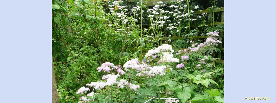 garden_open_day_compton_bassett_069