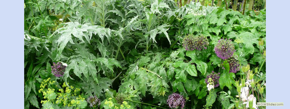 garden_open_day_compton_bassett_070