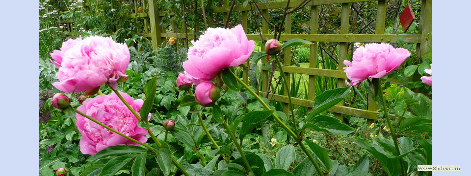 garden_open_day_compton_bassett_082