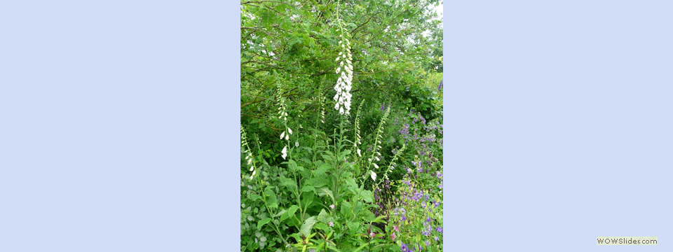 garden_open_day_compton_bassett_092