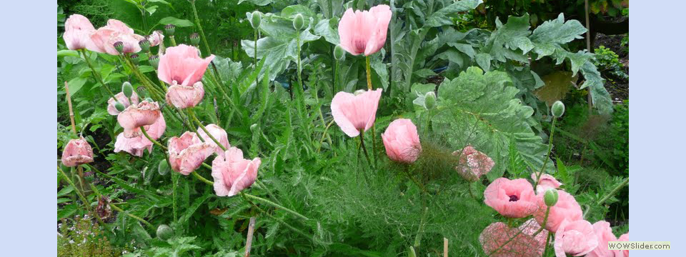 garden_open_day_compton_bassett_095