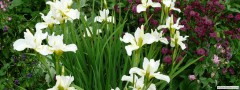 garden_open_day_compton_bassett_030