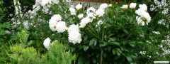 garden_open_day_compton_bassett_031