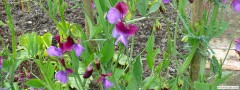 garden_open_day_compton_bassett_033
