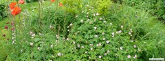garden_open_day_compton_bassett_047