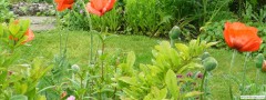 garden_open_day_compton_bassett_048