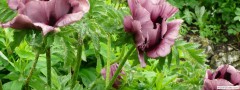 garden_open_day_compton_bassett_050