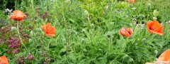 garden_open_day_compton_bassett_051