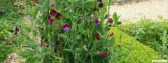 garden_open_day_compton_bassett_053