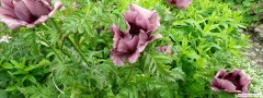garden_open_day_compton_bassett_055