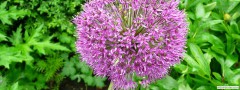 garden_open_day_compton_bassett_056