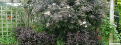 garden_open_day_compton_bassett_062