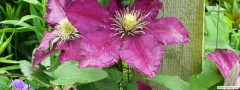garden_open_day_compton_bassett_064