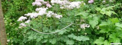 garden_open_day_compton_bassett_069