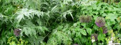 garden_open_day_compton_bassett_070