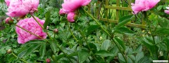 garden_open_day_compton_bassett_082