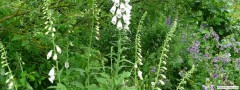 garden_open_day_compton_bassett_092