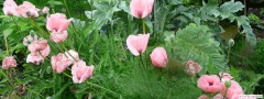 garden_open_day_compton_bassett_095