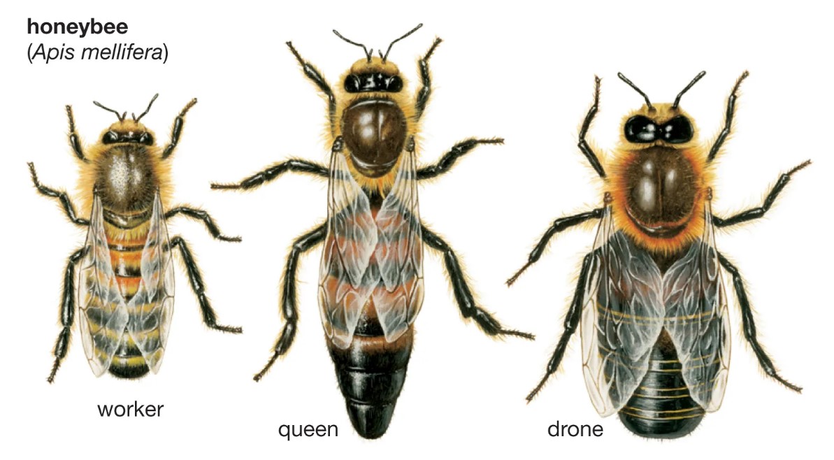 honey bees