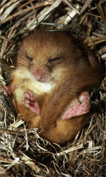 Common Dorrmouse