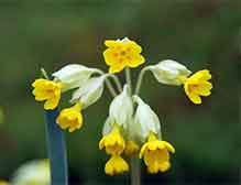 cowslips