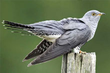 Cuckoo