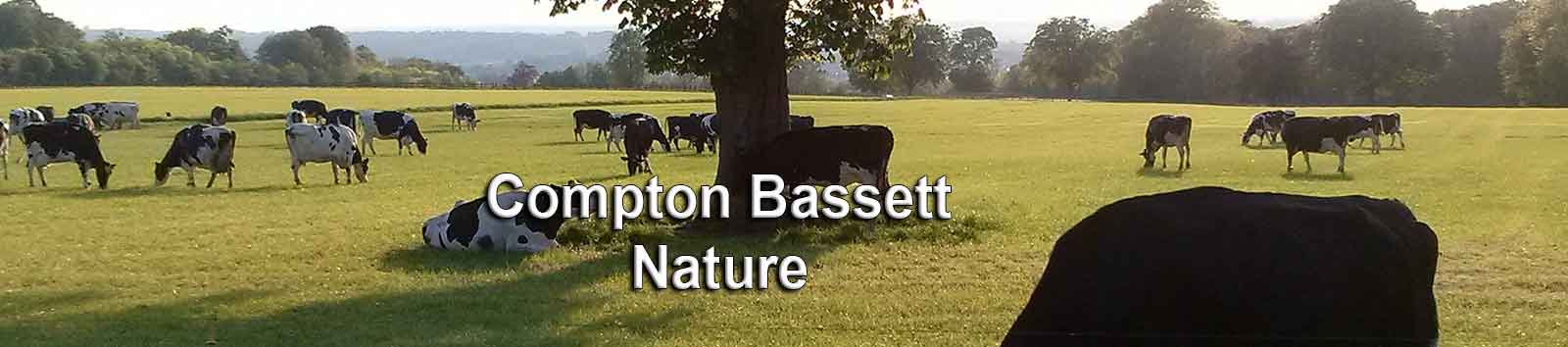 Compton Bassett Cows