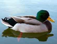 mallard