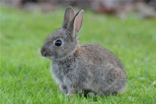 Rabbit
