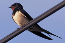 Swallows and House Martins